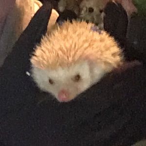 Meet your Posher, Dani-lynn